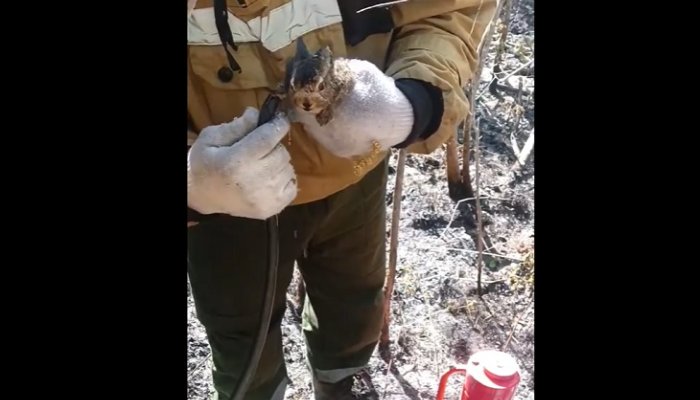 Лесные пожарные спасли зайчонка при тушении возгорания в Иркутской области
