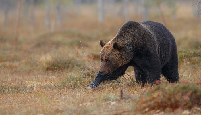 В Бурятии полицейские застрелили агрессивного медведя возле кафе