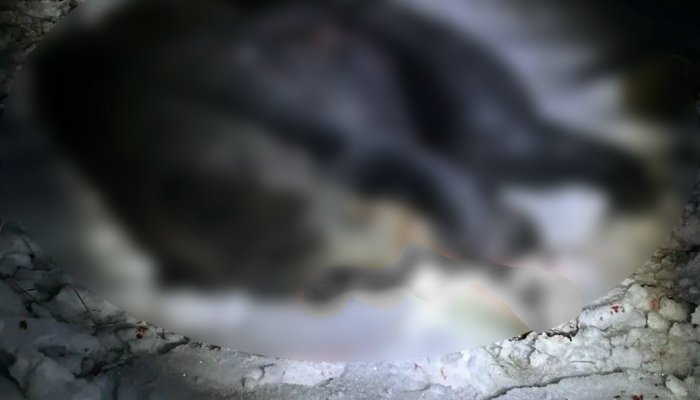 В Кабанском районе Бурятии полицейский нейтрализовал медведя, забравшегося на территорию кафе (Видео)