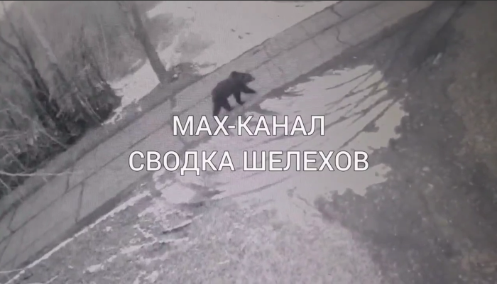 Медведя заметили на окраине Шелехова (Видео)