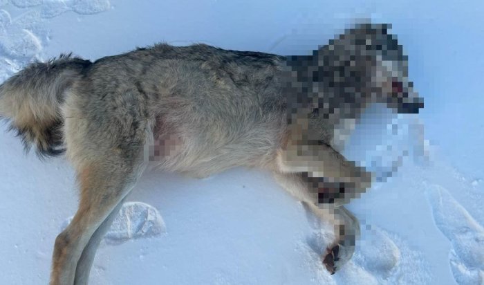 В Братском районе застрелили волка, вышедшего к людям