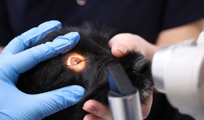 Новое оборудование по диагностике бешенства появилось на братской ветеринарной станции
