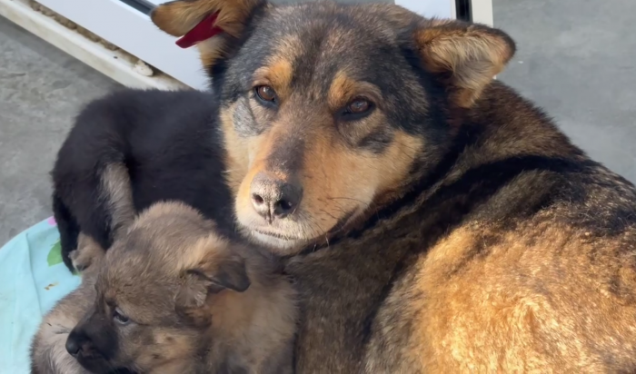 В Иркутске в питомник К-9 поступила беременная собака, прошедшая стерилизацию