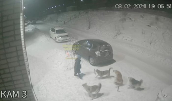 В Усть-Куте стая собак напала на ребенка (Видео)