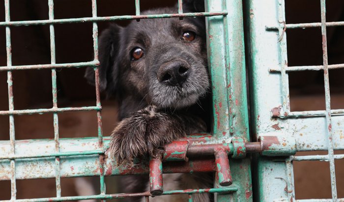 Бездомных собак отлавливают в Черемхово