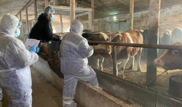 В Иркутске владельцев призывают провести вакцинацию сельхозживотных