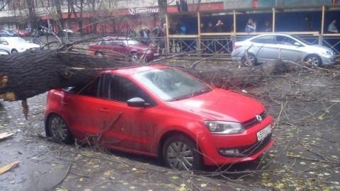 Ураган «Святой Иуда» повалил в Петербурге около 300 деревьев