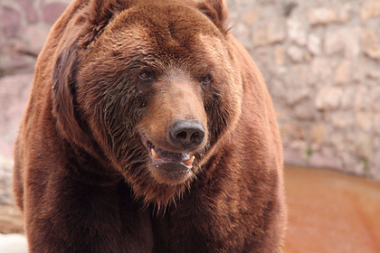 Пенсионер из Кабардино-Балкарии избил медведя