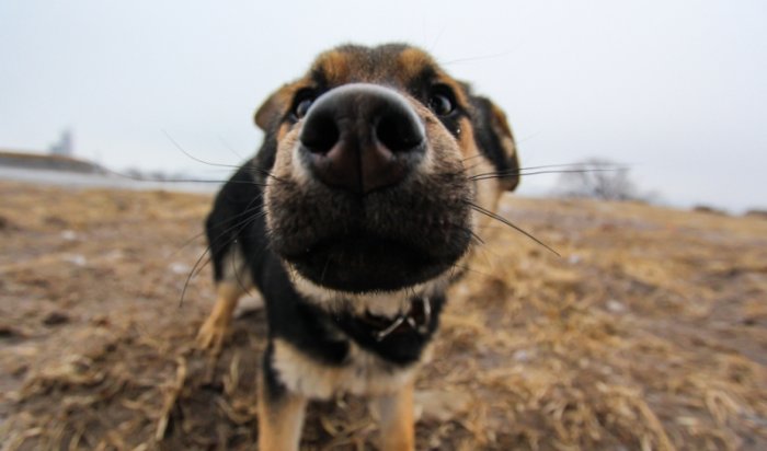 Рассвирепевшего сторожевого пса застрелила сотрудница полиции в Иркутске
