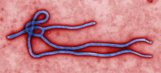 В Орле двое африканских студентов попали в больницу с подозрением на  Эбол