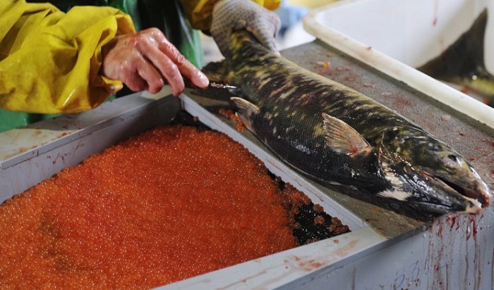 Почти 9 тонн некачественной лососевой икры уничтожили на Камчатке