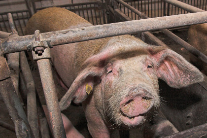 В Приморье возбудили уголовное дело в отношении женщины, съевшей свинь