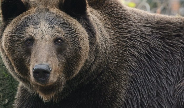 В Норильске уволили и оштрафовали машинистов, пытавшихся сбить медведя