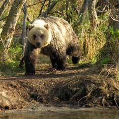 Охотники убили медведя-людоеда