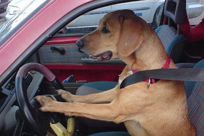 В США пес за рулем машины сбил пешехода