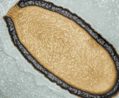 Ученые оживили гигантский древний вирус, который пробыл в замороженном состоянии 30 тысяч ле