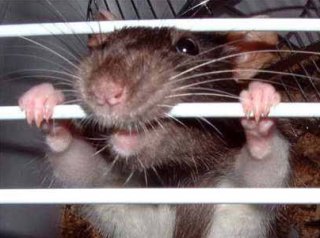 Роскомнадзор советует размещать сайты у российских провайдеров