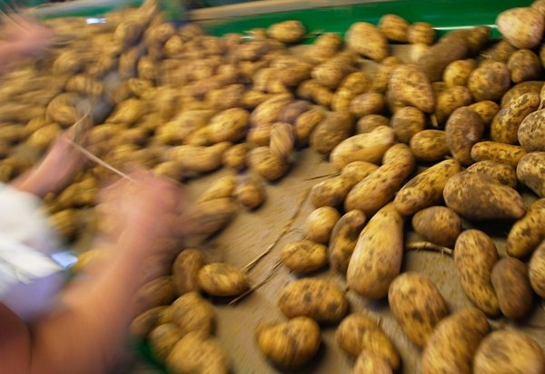 Россиянам запретили есть украинскую картошк