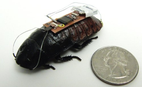Исследователи превратили гигантского таракана в насекомое-киборга
