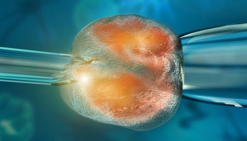 Ученым впервые удалось получить клонированные эмбрионы человека, используя взрослые клетки в качестве исходного материала