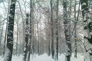 В выходные жителей Иркутской области ожидает снег с сильным ветром