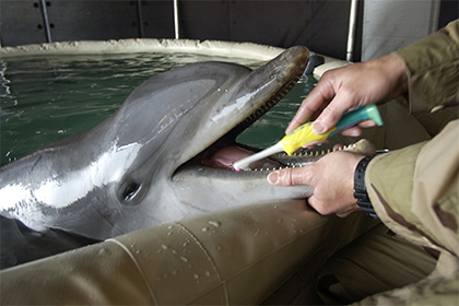 Минобороны провело первые в Крыму учения с боевыми дельфинами