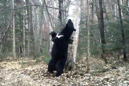 В Приморье в нацпарке засняли "танцующего" у березы медведя (ВИДЕО