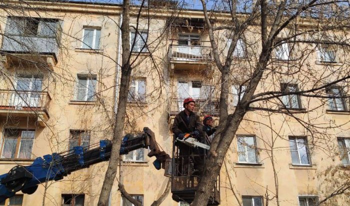 В Иркутске завершили формовочную обрезку деревьев