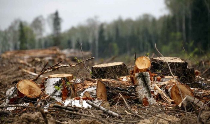 За последние пять лет незаконные вырубки леса в Приангарье сократились в 15 раз