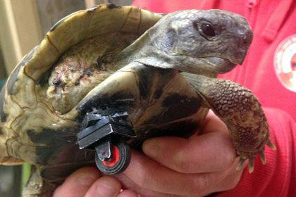 Ветеринары сделали черепахе без лапы протез из «Лего»
