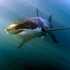 Стая больших акул обнаружена у Владивостока
