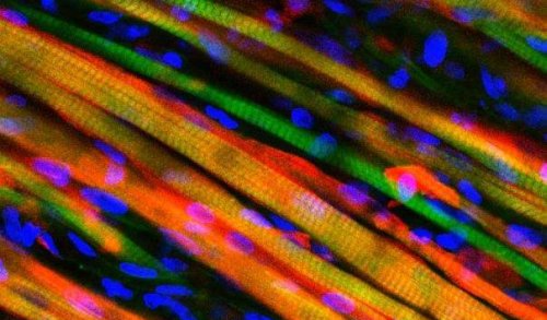 Ученые вырастили искусственные мышечные ткани, способные к самостоятельной регенерации