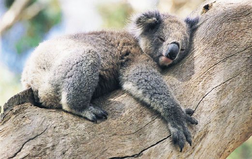 В Австралии нашли самого одинокого коалу в мире