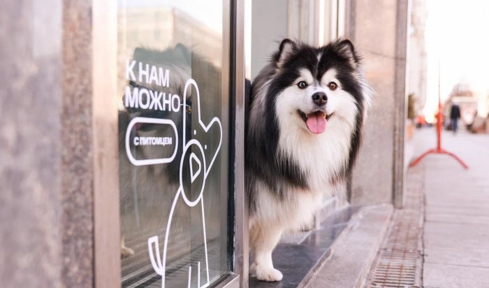 МТС открыла свои магазины для домашних животных Приангарья