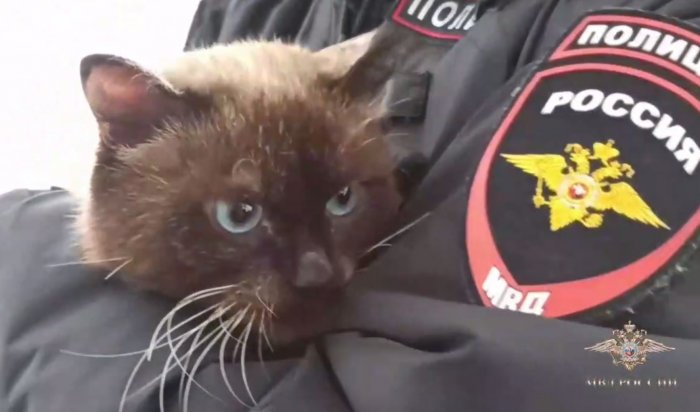 Братские полицейские спасли кота и нашли ему семью