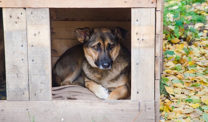 39 будок уличных собак демонтировали в Иркутске