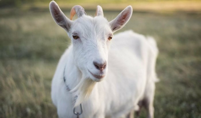 В Листвянке коза выкармливает щенят, которых нашли на помойке