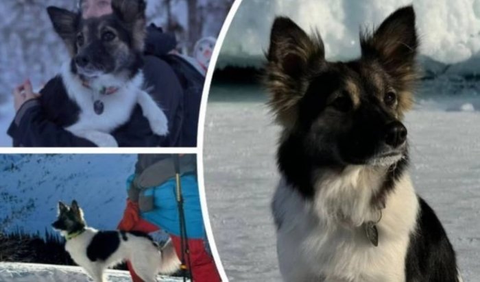 Появились подробности о гибели собаки в Иркутском районе