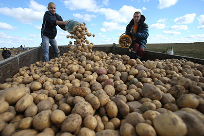 В России резко подорожал картофел
