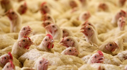 На курской птицефабрике сгорело полмиллиона цыпля