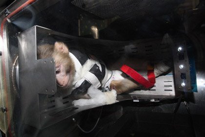 Иран запустил в космос обезьян