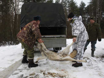 В Якутии ввели режим ЧС из-за волков