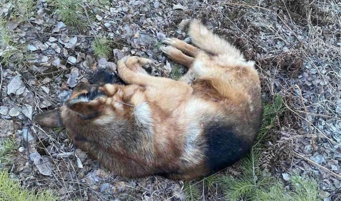 Тела застреленных животных нашли по дороге в ангарское СНТ «Электротехник» (Видео)
