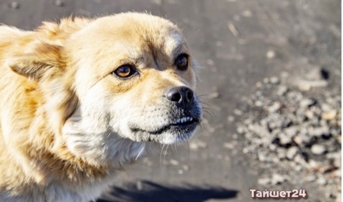 Бездомная собака покусала школьника в Тайшете