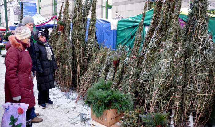 В Иркутске живую елку можно купить за 300-2000 рублей