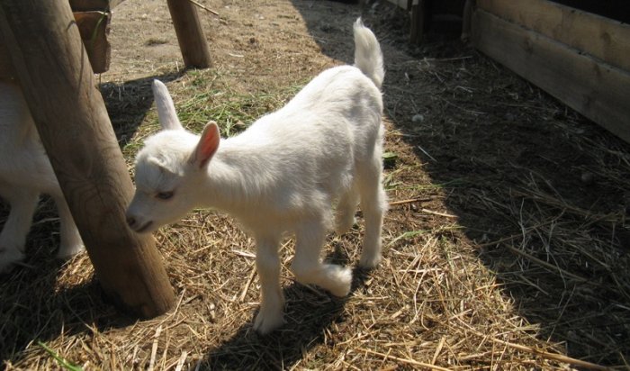 Пятеро козлят родились в зоопарке Иркутска