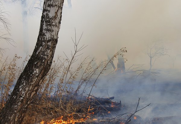 Сергей Ерощенко отправил в отставку двух чиновников из-за неэффективной борьбы с лесными пожарами