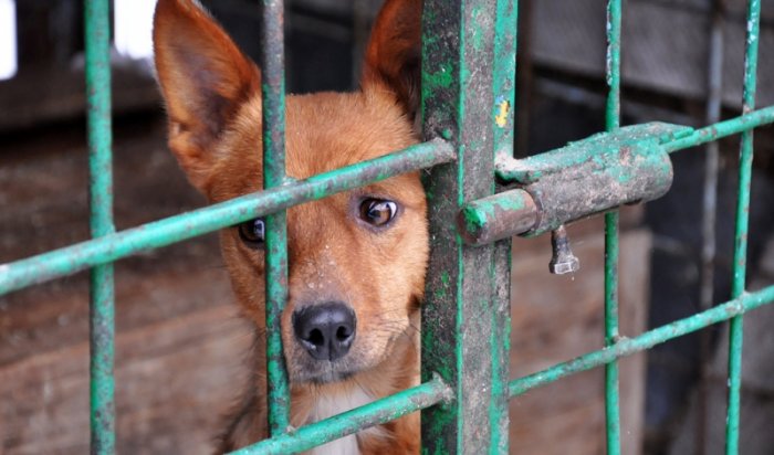 Помощи в организации отлова бездомных животных просят муниципалитеты Иркутской области