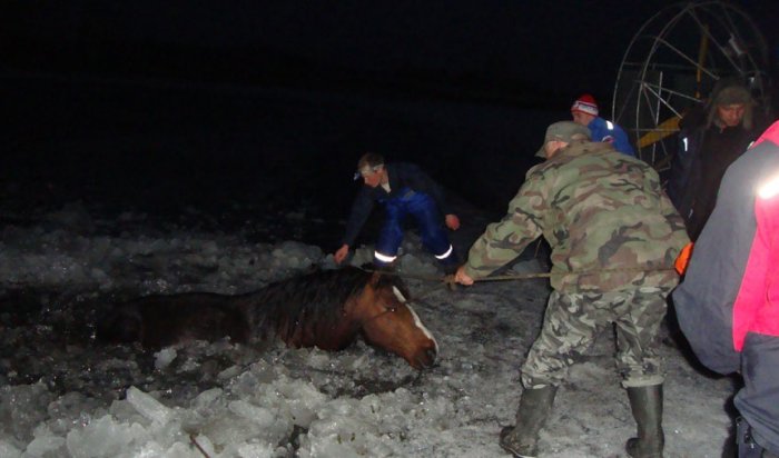 Под Иркутском спасли двух лошадей, провалившихся под лед