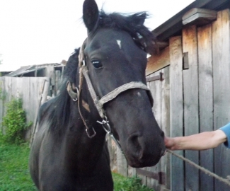 В Иркутской области мужчина ночью похитил лошадей